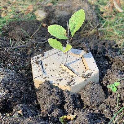 【あなたの木を富良野に植えます】富良野の自然を守る植樹代行券(苗木1本)【1371503】