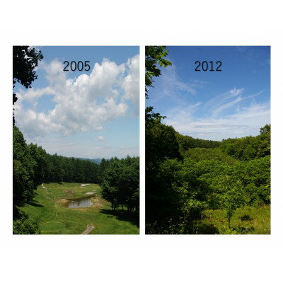 【ふるさと納税】【あなたの木を富良野に植えます】富良野の自然を守る植樹代行券(苗木1本)【1371503】 サムネイル3