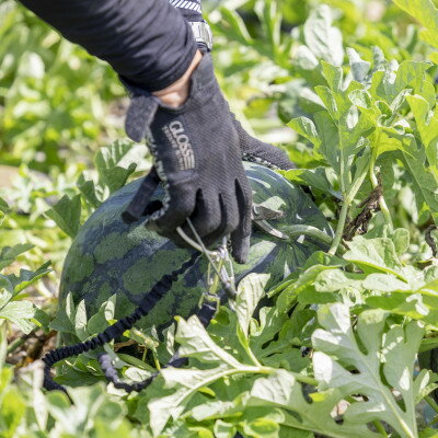 【ふるさと納税】【2026夏発送】富良野産大玉すいか「夏大地」2Lサイズ7kg以上　1玉【1372204】 サムネイル3