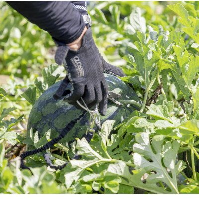 【ふるさと納税】【2026夏発送】富良野産大玉すいか「マイティ21」2Lサイズ7kg以上　1玉【1372210】 サムネイル3