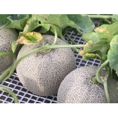 【ふるさと納税】【2026年発送】美味!秋の富良野メロン(レッド113)赤肉 2～2.5kg×2玉　糖度15度以上【1398946】 サムネイル3