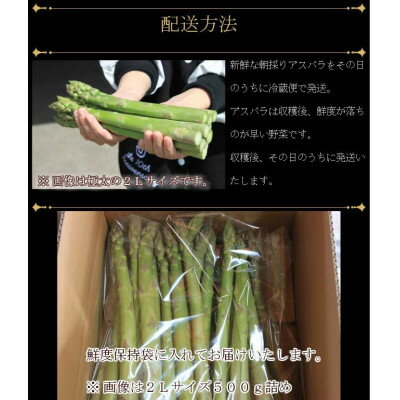 【ふるさと納税】2026年先行予約生で食べられるアスパラ　北海道富良野産 グリーンアスパラガス 2Lサイズ 500g_ アスパラ アスパラガス グリーンアスパラ 野菜 国産 北海道産 富良野 産地直送 旬 生 冷蔵 とれたて 新鮮 送料無料 【配送不可地域：離島】【1400594】 - 画像2