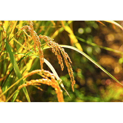 令和7年産　北海道富良野産「ゆめぴりか」精米5kg_ 米 こめ コメ ゆめぴりか 白米 お米 国産 おこめ 北海道 富良野 産直 産地直送 ブランド米 5kg 北海道産 贈答 ギフト ご飯 富良野産 精白米 精米 【1405321】