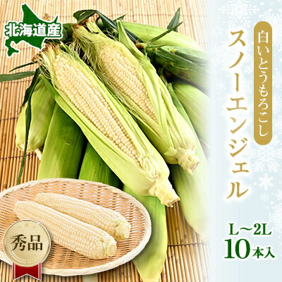 白いとうもろこし「スノーエンジェル」北海道富良野産 L～2L 10本入_ とうもろこし コーン トウモロコシ 野菜 ホワイトコーン 朝採れ 人気 産地直送 甘い 送料無料 希少 限定 人気 おすすめ 北海道 富良野 【配送不可地域：離島】【1405480】