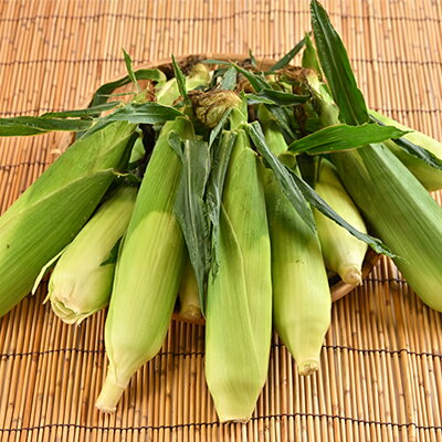 【ふるさと納税】白いとうもろこし「スノーエンジェル」北海道富良野産 L～2L 10本入_ とうもろこし コーン トウモロコシ 野菜 ホワイトコーン 朝採れ 人気 産地直送 甘い 送料無料 希少 限定 人気 おすすめ 北海道 富良野 【配送不可地域：離島】【1405480】 - 画像2