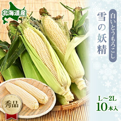 朝採り 白いとうもろこし「雪の妖精」秀品 北海道富良野産 L～2L 10本入_ とうもろこし コーン トウモロコシ 野菜 ホワイトコーン 朝採れ 人気 産地直送 甘い 送料無料 希少 限定 人気 おすすめ 北海道 【配送不可地域：離島】【1405482】