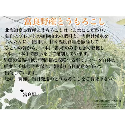 【ふるさと納税】朝採り 白いとうもろこし「雪の妖精」秀品 北海道富良野産 L～2L 10本入_ とうもろこし コーン トウモロコシ 野菜 ホワイトコーン 朝採れ 人気 産地直送 甘い 送料無料 希少 限定 人気 おすすめ 北海道 【配送不可地域：離島】【1405482】 - 画像2