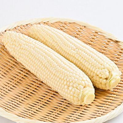 【ふるさと納税】朝採り 白いとうもろこし「雪の妖精」秀品 北海道富良野産 L～2L 10本入_ とうもろこし コーン トウモロコシ 野菜 ホワイトコーン 朝採れ 人気 産地直送 甘い 送料無料 希少 限定 人気 おすすめ 北海道 【配送不可地域：離島】【1405482】 - 画像3