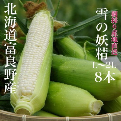朝採り白いとうもろこし「雪の妖精」北海道富良野産 L～2L 8本入_ とうもろこし コーン トウモロコシ 野菜 ホワイトコーン 朝採れ 人気 産地直送 甘い 送料無料 希少 限定 人気 おすすめ 北海道 【配送不可地域：離島】【1405986】