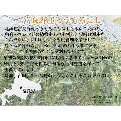 【ふるさと納税】朝採り白いとうもろこし「雪の妖精」北海道富良野産 L～2L 8本入_ とうもろこし コーン トウモロコシ 野菜 ホワイトコーン 朝採れ 人気 産地直送 甘い 送料無料 希少 限定 人気 おすすめ 北海道 【配送不可地域：離島】【1405986】 - 画像2