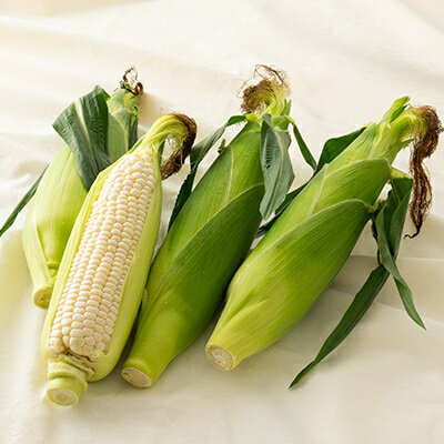 【ふるさと納税】富良野産ホワイトコーン『ホワイトショコラ』 2Lサイズ 10本_ とうもろこし 野菜 トウモロコシ コーン ホワイトコーン 北海道 富良野市 人気 おすすめ 送料無料 贈答 ギフト ホワイトショコラ 2Lサイズ 【配送不可地域：離島】【1418003】 - 画像2