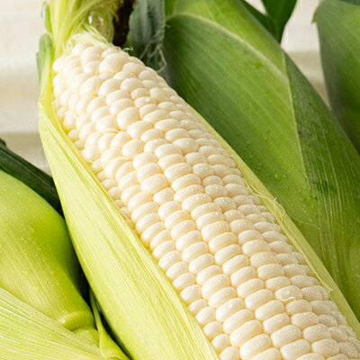 【ふるさと納税】富良野産ホワイトコーン『ホワイトショコラ』 2Lサイズ 10本_ とうもろこし 野菜 トウモロコシ コーン ホワイトコーン 北海道 富良野市 人気 おすすめ 送料無料 贈答 ギフト ホワイトショコラ 2Lサイズ 【配送不可地域：離島】【1418003】 - 画像3