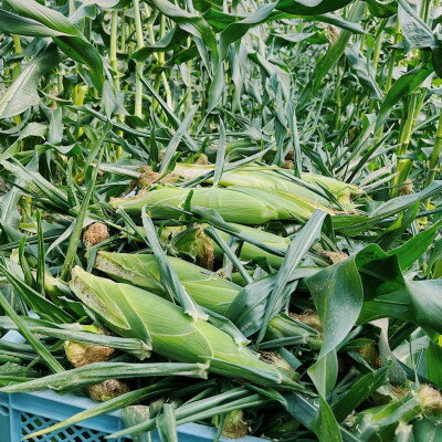 【ふるさと納税】富良野産　ホワイトショコラ　2Lサイズ　10本　露地栽培とうもろこし　【配送不可地域：離島】【1425893】 - 画像3