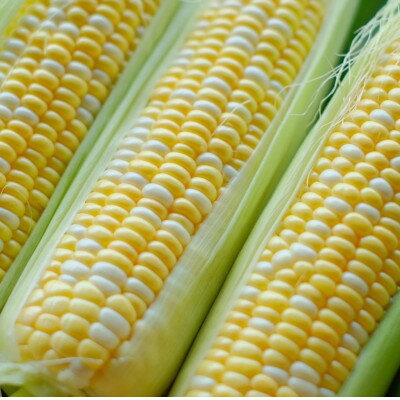 【ふるさと納税】【先行予約】【2026年8月より発送】富良野産　まっくコーン(スイートコーン)10本+1本付き!【配送不可地域：離島】【1458329】 - 画像2