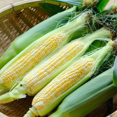 【ふるさと納税】【先行予約】【2026年8月より発送】富良野産　まっくコーン(スイートコーン)10本+1本付き!【配送不可地域：離島】【1458329】 - 画像3