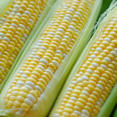 【ふるさと納税】【先行予約】【2026年8月より発送】富良野産　まっくコーン(スイートコーン)20本+2本付き!【配送不可地域：離島】【1458330】 - 画像2