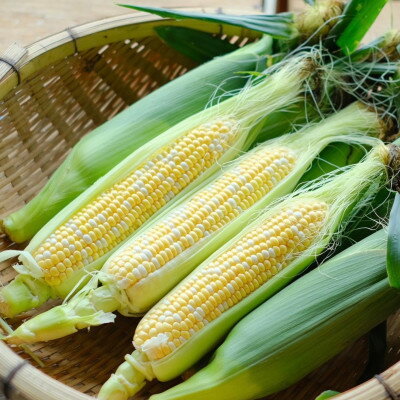 【ふるさと納税】【先行予約】【2026年8月より発送】富良野産　まっくコーン(スイートコーン)20本+2本付き!【配送不可地域：離島】【1458330】 - 画像3