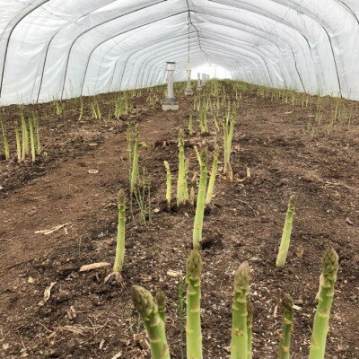 【ふるさと納税】【2026年発送】【数量・期間】ふらの産　グリーン アスパラ　ハウス栽培　1kgサイズL【配送不可地域：離島】【1470180】 - 画像2