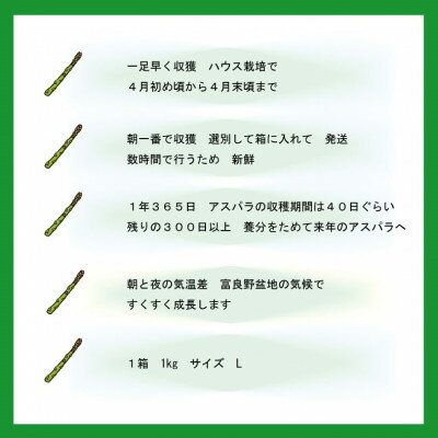 【ふるさと納税】【2026年発送】【数量・期間】ふらの産　グリーン アスパラ　ハウス栽培　1kgサイズL【配送不可地域：離島】【1470180】 - 画像3