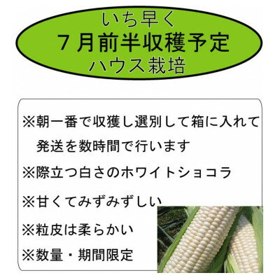 【ふるさと納税】【2026年発送】【数量・期間限定】ふらの産　ホワイト　とうきび　10本　サイズ2L【配送不可地域：離島】【1470193】 - 画像3