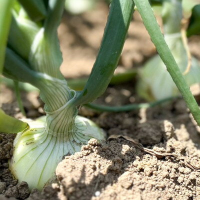 【ふるさと納税】【先行予約】【2026年10月中旬より順次発送】富良野産 まっくオニオン(玉ねぎ)　約10kg【1480165】 - 画像2