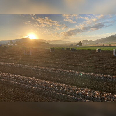 【ふるさと納税】【先行予約】【2026年10月中旬より順次発送】富良野産 まっくオニオン(玉ねぎ)　約20kg【1480167】 - 画像3