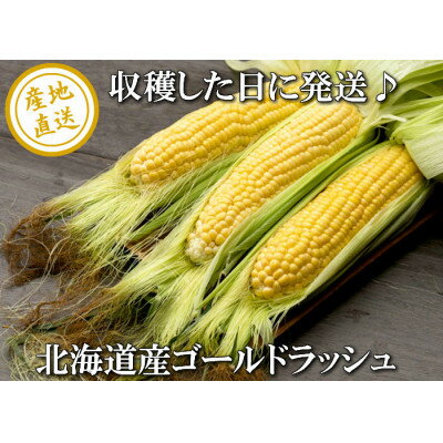【ふるさと納税】2026年先行予約　生で食べられるトウモウロコシ　ゴールドラッシュ 5本入り_ とうもろこし トウモロコシ コーン ゴールドラッシュ 国産 北海道産 富良野 生 朝どれ 産地直送 冷蔵 高糖度 贈答 ギフト 限定 【配送不可地域：離島】【1483617】 - 画像3
