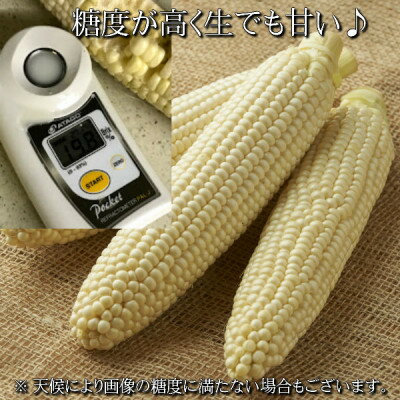 【ふるさと納税】2026年先行予約　北海道富良野産 生で食べられる白いとうもろこし ピュアホワイト 訳あり 10本【配送不可地域：離島】【1498213】 - 画像2