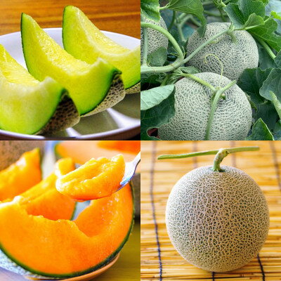 【2026年発送　先行予約】富良野メロン赤肉/青肉食べ比べセット【1512090】