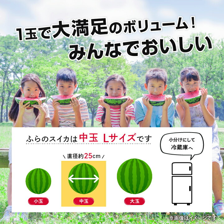【ふるさと納税】2026年先行予約 ふらのスイカ 5kg以上 1玉_ スイカ 西瓜 すいか フルーツ くだもの 果物 ふるーつ 青果 北海道 富良野 ふらのスイカ 産直 産地直送 甘い 高糖度 贈答 ギフト 冷蔵 季節限定 人気 【配送不可地域：離島】【1278448】 サムネイル3