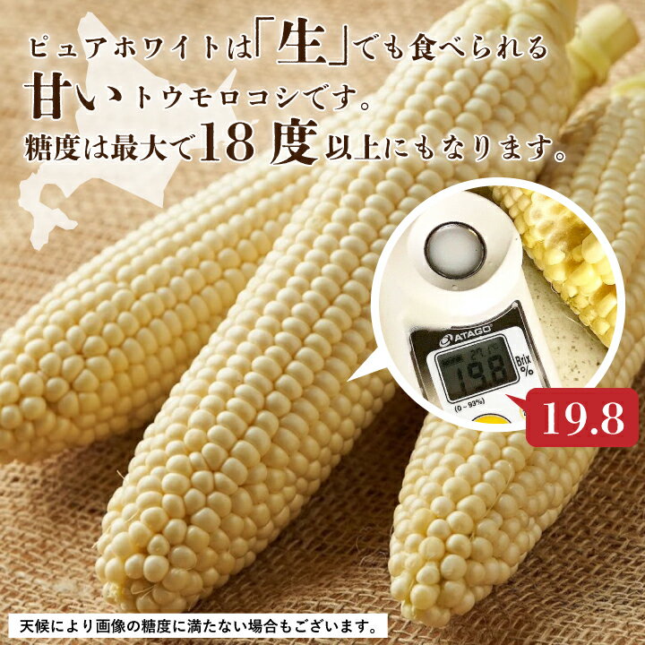 【ふるさと納税】2026年先行予約　北海道富良野産生で食べられる 白いトウモロコシ　ピュアホワイト10本入り_ とうもろこし トウモロコシ とうきび 野菜 人気 美味しい 北海道 富良野 富良野市 ふるさと 【配送不可地域：離島】【1275562】 - 画像3