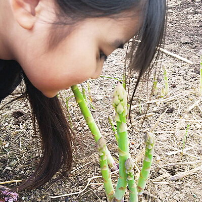 【ふるさと納税】【2026年発送・数量限定】朝採りハウスアスパラ Lサイズ(約1kg)　【配送不可地域：離島】【1272158】 - 画像2