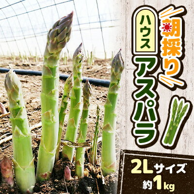 【2026年発送・数量限定】朝採りハウスアスパラ 2Lサイズ(アスパラ約1kg)【配送不可地域：離島】【1276024】