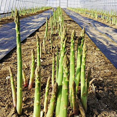 【ふるさと納税】【2026年発送・数量限定】朝採りハウスアスパラ 2Lサイズ(アスパラ約1kg)【配送不可地域：離島】【1276024】 - 画像3