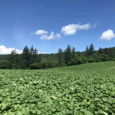 【ふるさと納税】【令和8年12月より順次発送対応】「寒熟　甘南瓜」プレミアム1玉入り【配送不可地域：離島】【1176811】 - 画像3