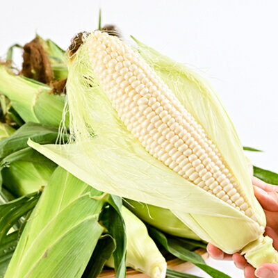 【ふるさと納税】朝もぎ白いとうもろこし「ホワイトショコラ」10本入【配送不可地域：離島】【1265054】 - 画像3