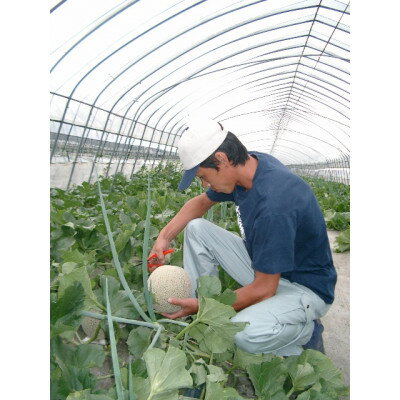 【ふるさと納税】【2026年発送】富良野メロン　大玉　赤肉メロン1玉(2.3kg以上)【1408202】 サムネイル3