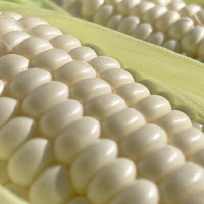 【ふるさと納税】【2026年発送】北海道富良野産白いとうもろこし「ホワイトショコラ」12本(約5kg)【配送不可地域：離島】【1576599】 - 画像2