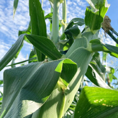 【ふるさと納税】【2026年発送】北海道富良野産白いとうもろこし「ホワイトショコラ」12本(約5kg)【配送不可地域：離島】【1576599】 - 画像3