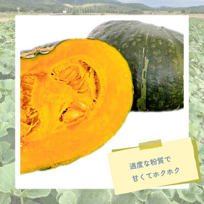 【ふるさと納税】【2026年発送】北海道富良野産かぼちゃ「くりゆたか」10kg【1576609】 - 画像2