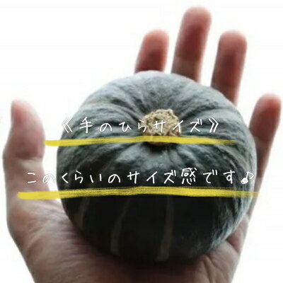 【ふるさと納税】【2026年発送】北海道富良野産かぼちゃ「坊ちゃん」5kg ※手のひらサイズが好評です!【1576617】 - 画像2
