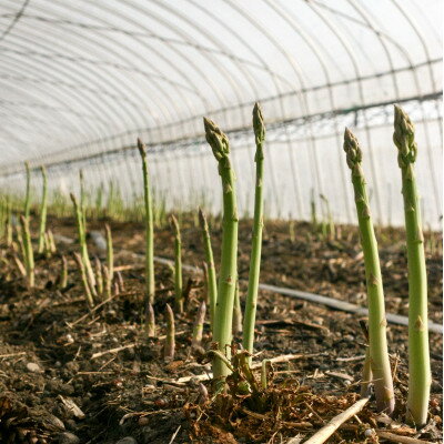 【2026年発送】富良野産　ハウス栽培グリーンアスパラ(M～L混合サイズ)800g【配送不可地域：離島】【1595903】