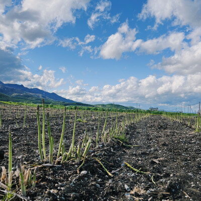【ふるさと納税】【2026年発送】味が濃い!富良野産　露地栽培　グリーンアスパラ　(S～Lサイズ混合) 1kg【配送不可地域：離島】【1595905】 - 画像3
