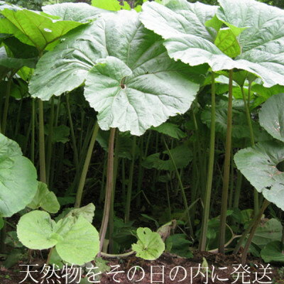 【ふるさと納税】2026年先行予約　北海道富良野産 天然ふき 2kg【配送不可地域：離島】【1598503】 - 画像2