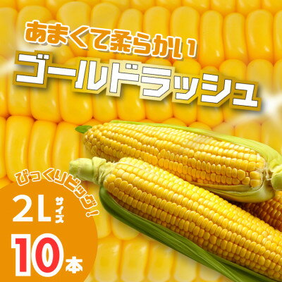 【2026年発送】北海道富良野産　イエローとうもろこし　ゴールドラッシュ2Lサイズ10本　産地直送【配送不可地域：離島】【1609338】