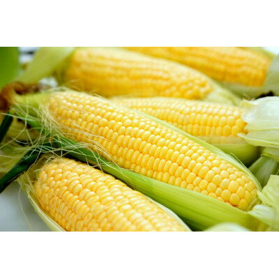 【ふるさと納税】【2026年発送】北海道富良野産　イエローとうもろこし　ゴールドラッシュ2Lサイズ10本　産地直送【配送不可地域：離島】【1609338】 - 画像2