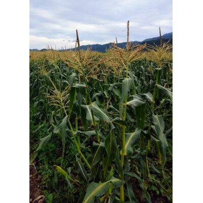 【ふるさと納税】【2026年発送】北海道富良野産　イエローとうもろこし　ゴールドラッシュ2Lサイズ10本　産地直送【配送不可地域：離島】【1609338】 - 画像3