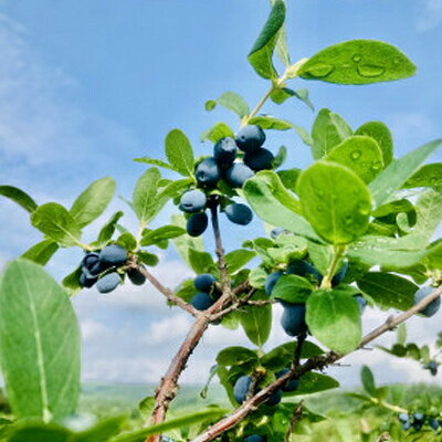 【ふるさと納税】冷凍ハスカップ　3kg_ ハスカップ 果物 フルーツ ベリー くだもの 冷凍 新鮮 農家直送 北海道 富良野 人気 おすすめ 送料無料 【配送不可地域：離島】【1617014】 サムネイル3