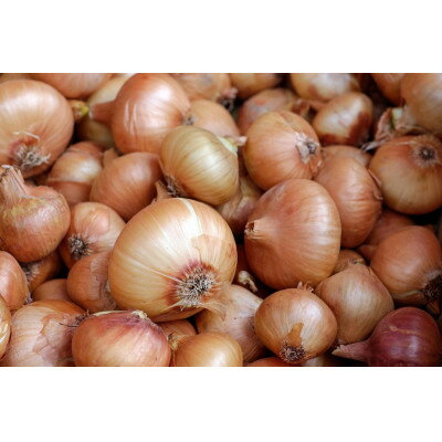 【2026年9月から順次発送】坂口農産　玉ねぎ　10kg【配送不可地域：離島・沖縄県】【1629670】