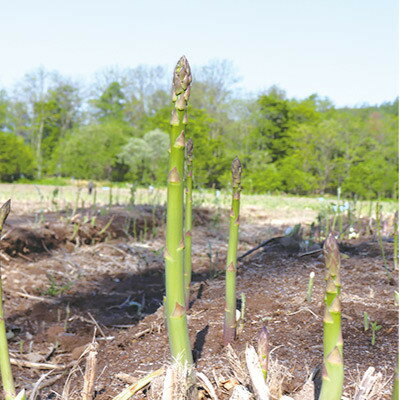 【ふるさと納税】【選べるサイズ/S～M(細め)～】【先行予約】【2026年発送】富良野産アスパラ1kg_ アスパラガス 野菜 アスパラ 富良野 北海道 人気 おすすめ 送料無料 贈答 ギフト 冷蔵 産地直送 産直 1kg 細め 【配送不可地域：離島】【G1632454】 - 画像3